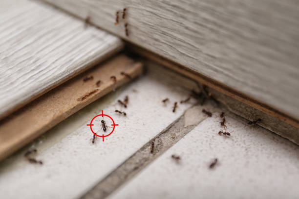 Best Mosquito Control Services  in Arial, SC