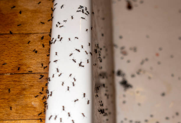 Wasp Removal Services in Arial, SC