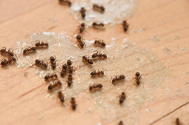 Best Flea Control Services  in Arial, SC