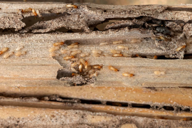 Best Residential Pest Control  in Arial, SC